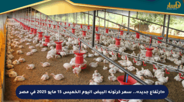 «ارتفاع جديد».. سعر كرتونة البيض اليوم الخميس 15 مايو 2025 في مصر